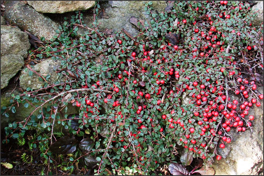 Cotoneaster buxifolia II.