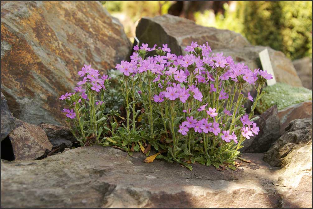 Erinus alpinus , Violet Magic ,