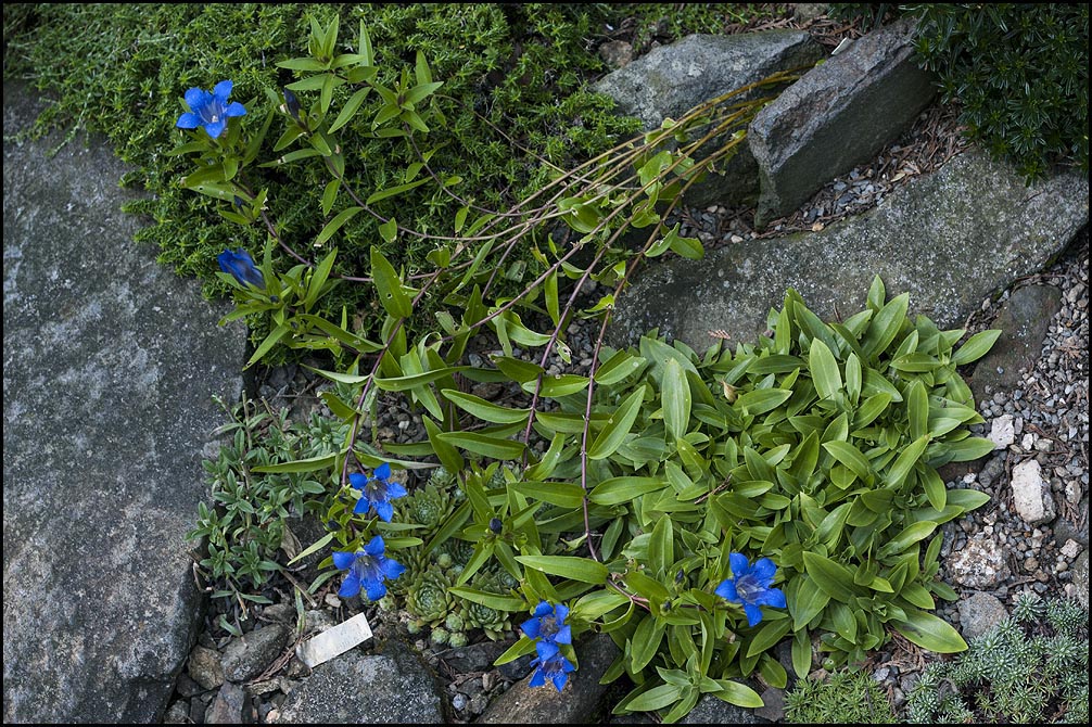 Gentiana septemfida ssp.kolakovskyi